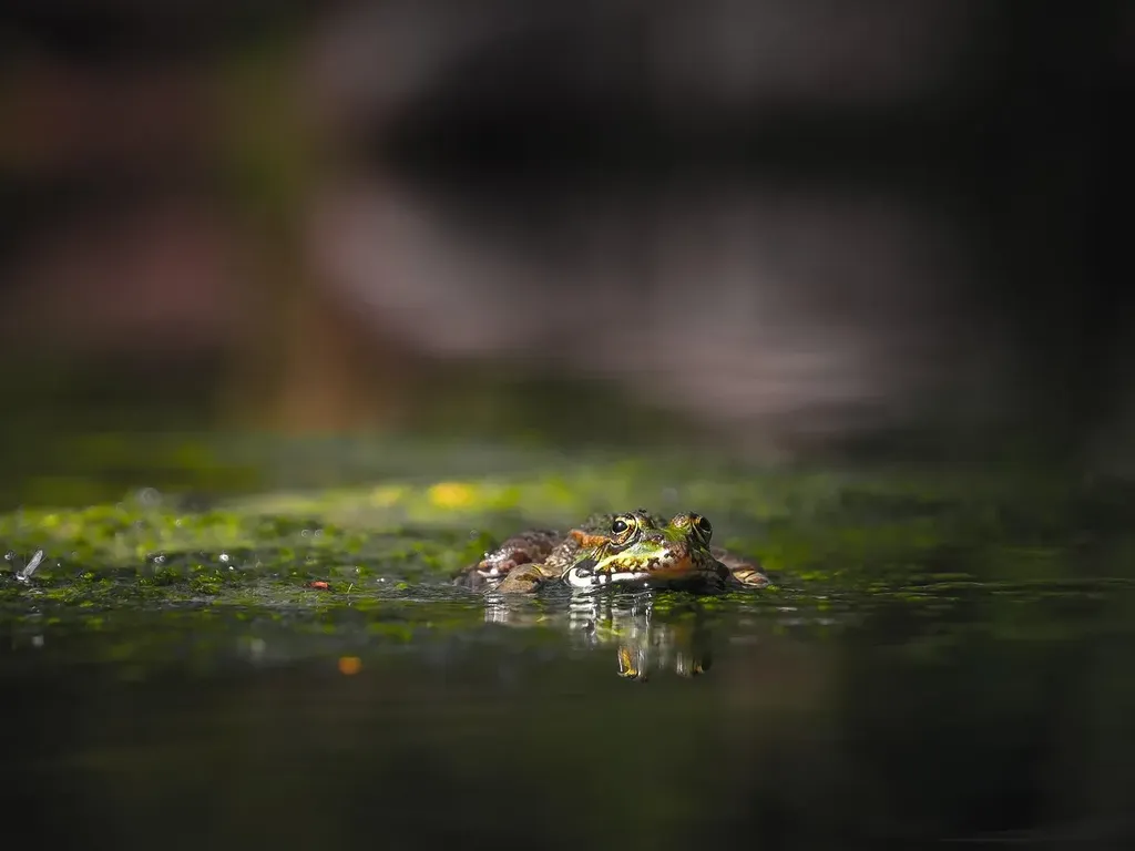 droplets on green leaf